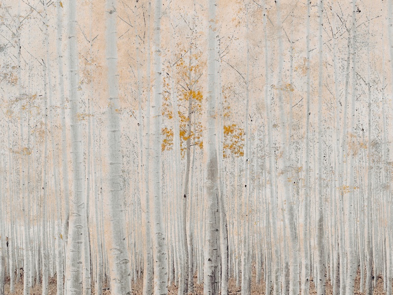 Enchanted Birch Forest