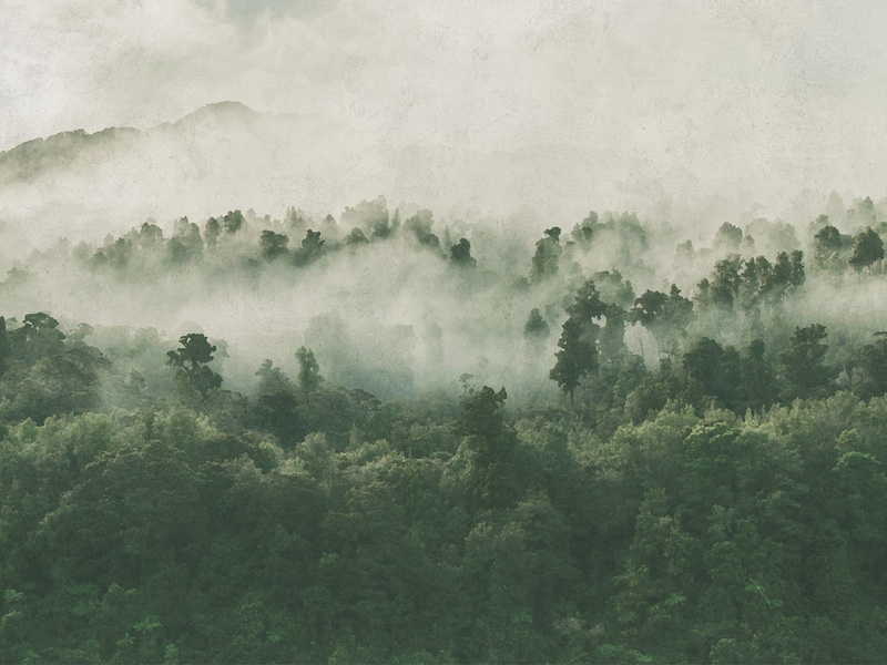 Mystical Forest
