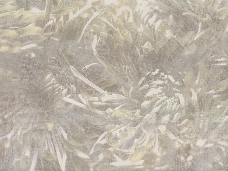 Serene Feathered Dream